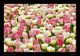 Keukenhof Hollandia 044